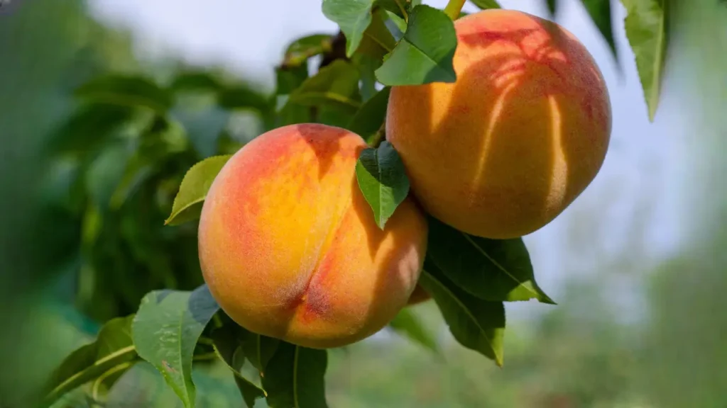 how to start a peach tree from seed