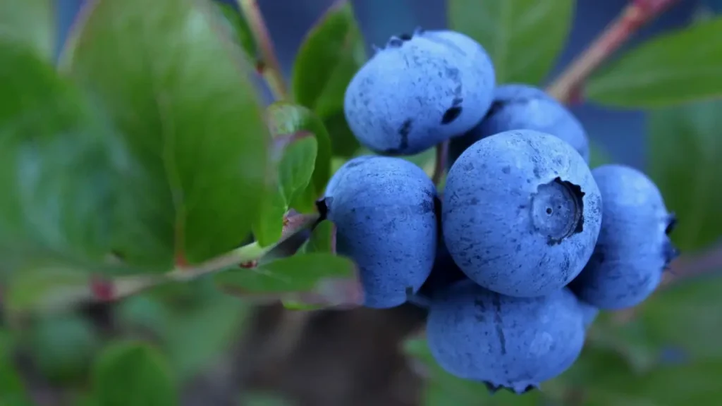 blueberry varieties