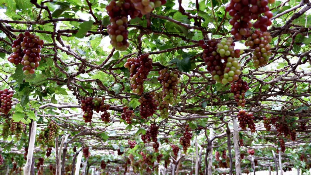 grape trellis systems for grapevines