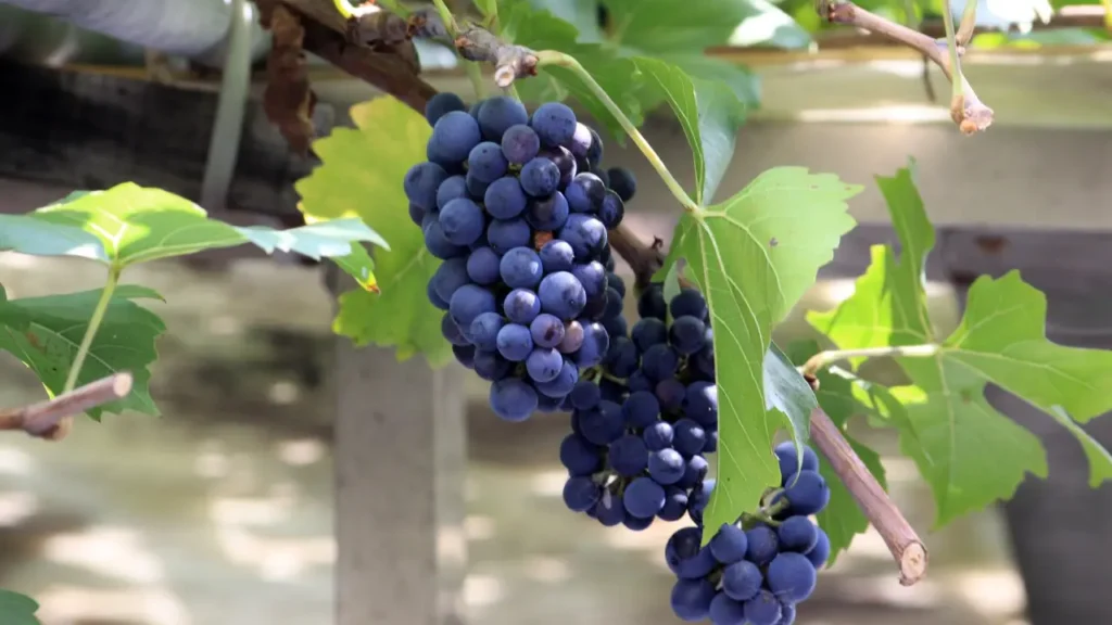 grape varieties