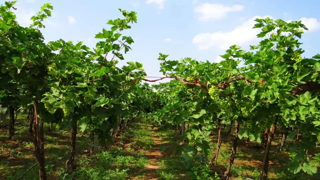 how to cultivate grape vines