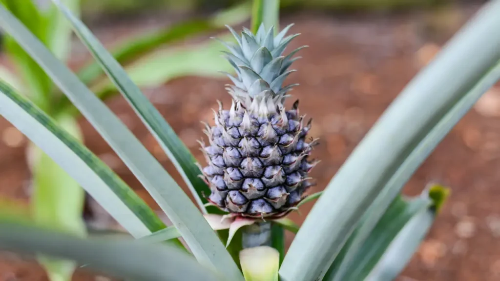 how to cultivate pineapple