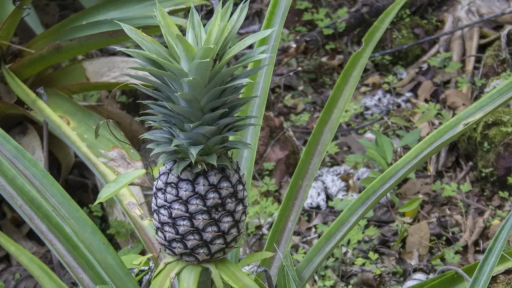 how to grow a pineapple from a pineapple top