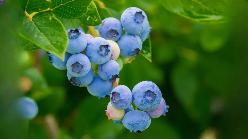 how to grow blueberries