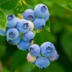 how to grow blueberries