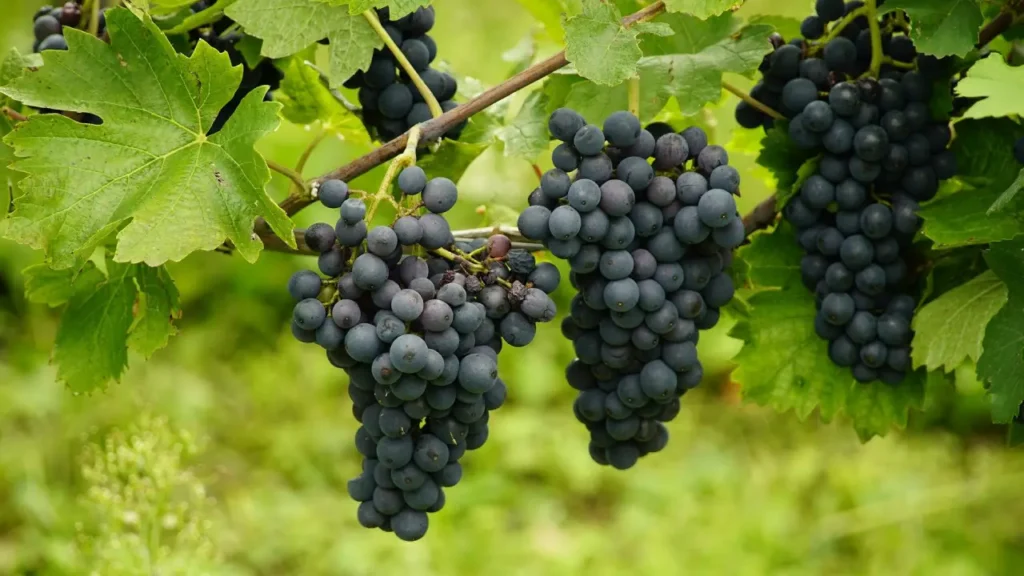 how to grow grapes