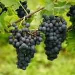 how to grow grapes