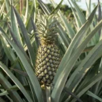 how to grow pineapple