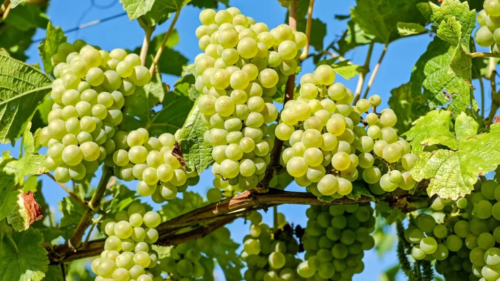 how to plant grapes